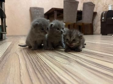 Amerikan Shorthair, Dişi, Erkək, Yaxşı əllərə, Ünvandan götürmə