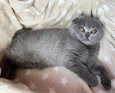 pişik latoku: Şotland yastı qulaq, Erkək, Dişi, Ödənişli çatdırılma, Ünvandan götürmə — 10