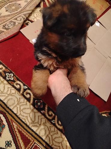 itləe: Alman çoban iti, 2 ay — 3