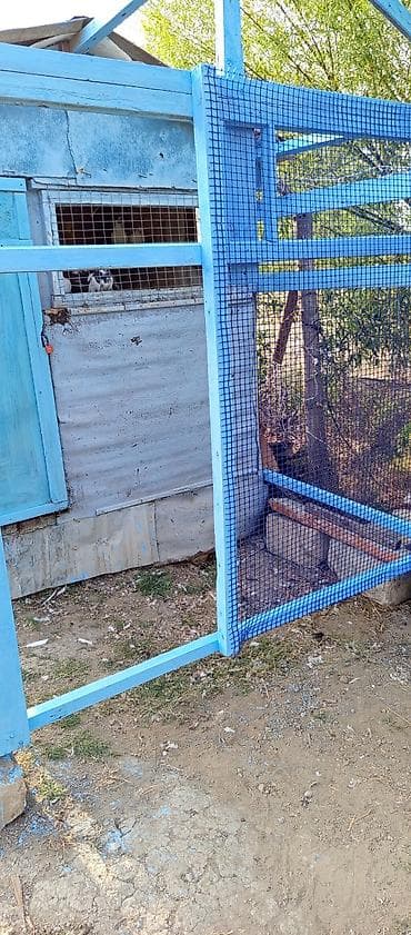 Digər heyvanlar: Məhsul: Göyərçinlər və açıq voliarlı quşxana - Şəkillərdə müxtəlif — 8