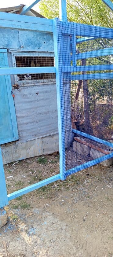 saso toyuqlari: Məhsul: Açıq hava volyeri/qarmaq telindən quş qəfəsi anbarı yanına — 2
