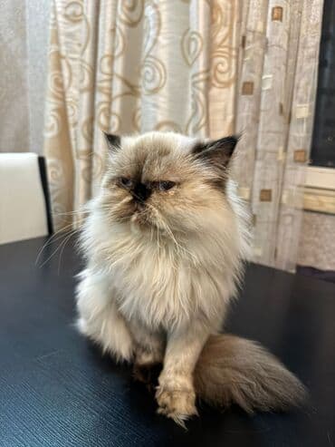 menks cinsi pişik: Fars, Dişi, Yaxşı əllərə, Ünvandan götürmə — 2