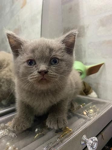 ucuz pişik: Şinşilla — 3