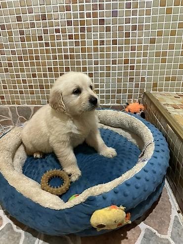 pudel satilir: Retriever, 2 ay — 3