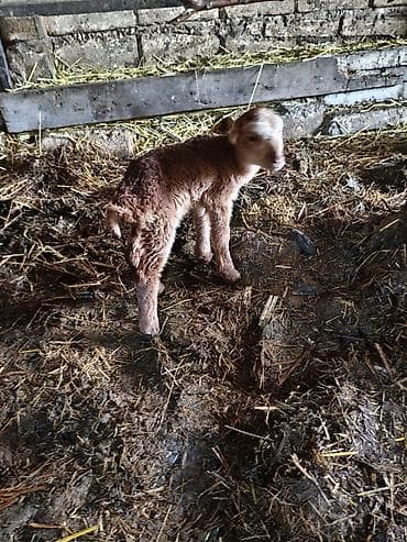 körpə quzu: Qızılı-qəhvəyi yunlu quzu erkək - Növ: qoyun/quzu - Rəng — 4