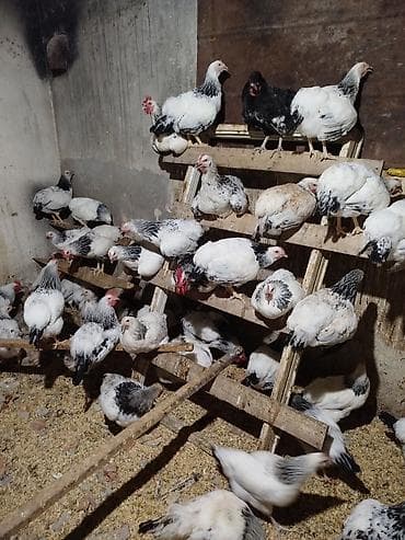 dağ toyuğu: 5 aylıq xoruzlar var ancaq xoruzlar satişda di çox götüren olsa — 2