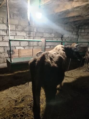 Atlar: Salam aleykum ana bala iney dir kim isdese vacapda yazsin vidiyosunu — 2