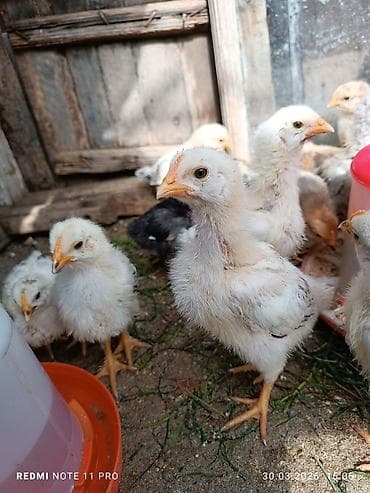 ov iti satilir: Toyuq cücələri, Ətlik, Ünvandan götürmə — 1