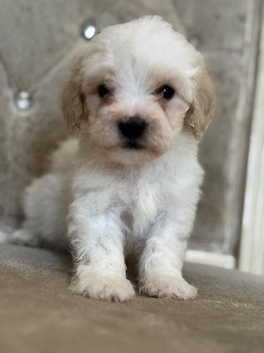 cixuaxua iti: Bişon Frize — 9