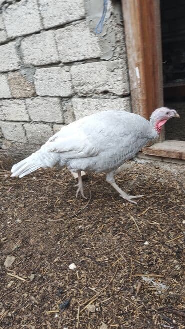 Məhsul: Hinduşka (ev quşu) Təsvir: - Şəkillərdə boz/gümüşü rəngli və