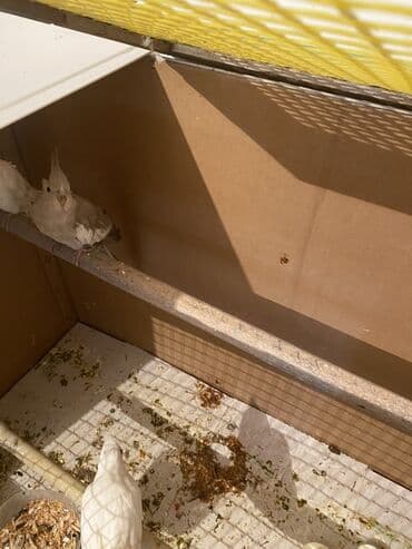 dişi it adları: Nimfa (cockatiel) tutuquşuları – ağ-krem rəng çalarlarında, başda — 6