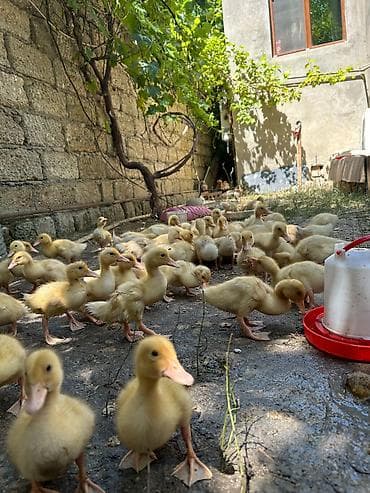 ordey balası: 15 günlüy 85 ədəd PEKİN ördəy balalarıdı hamsı tam sağlamdı — 4