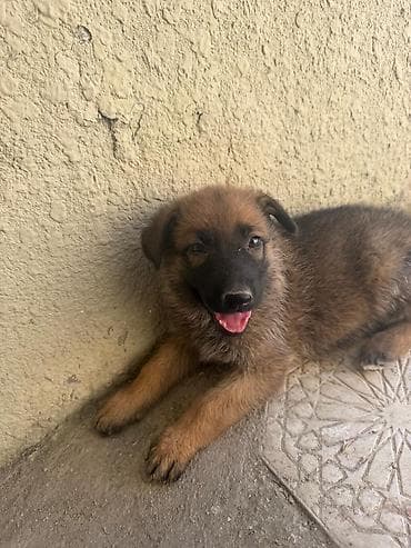 it satislari: Belçika çoban iti, 2 ay — 5