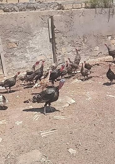 keçi: Erkək, Damazlıq — 3