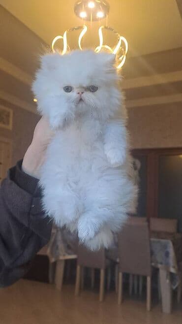 Fars lalafo.az -da Fars