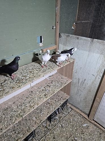 qumru quşu rusca: 1) Qara ağ baş desdə ağ quyruğlar 1 erkəy 1 maya erkəy Masazırda maya — 6