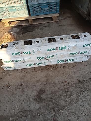 bitki satışı: COCO LIFE kokos substrat - 12 000+ ədəd hazır! Samuxda 3 hektarlıq — 3