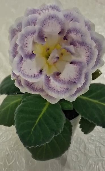 plastik qapi gence: Глоксиния — 1