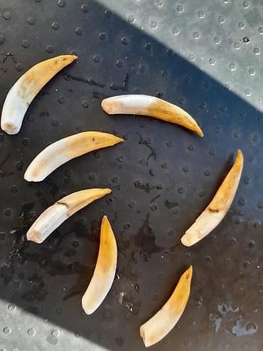 Şəkillər, tablolar: : Təbii heyvan dişləri (dekorativ-çevirim, əl işi materialı) Təsvir — 1