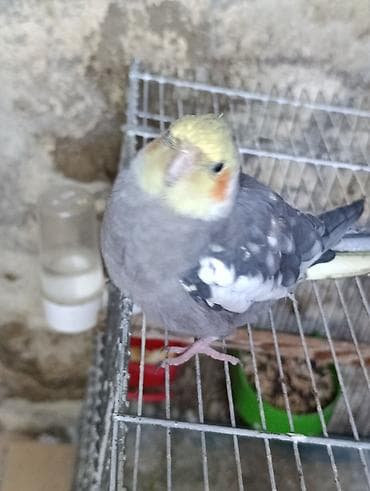 qus nomreleri: Nimfalari (Cockatiel) cütü - Növ: Nimfa tutuquşusu (Cockatiel) - — 5