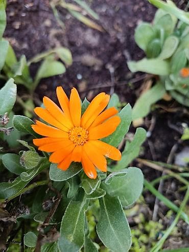 ev elanlari 2018: Баку, Бина, 2 комнаты, Вторичка, 99 м² — 3