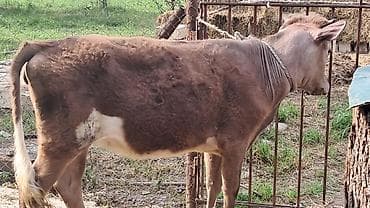 bildircin yumurtası satilir: 7 aylıq smental danışarıq dana satılır — 2