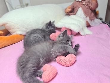 Грызуны: Британская, Самец, Самка, В добрые руки, Самовывоз, Платная доставка — 4