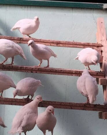 itlerin pulsuz verilmesi: Damazdıq Ağ Kəkliklər satılır 1 yaşları var bu il yumurta verdilər — 2