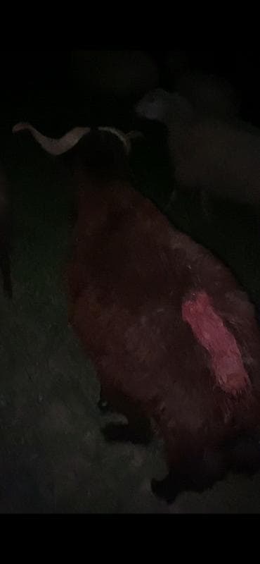 heyvan satisi tap az: 1 yaş yarimliq mor karaman erkey qoyun surmeyine soz ola bilmez — 5