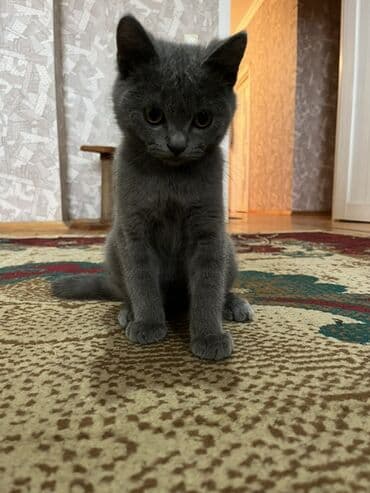 pişik sahibləndirilir: Şotland, Erkək, Yaxşı əllərə, Ödənişli çatdırılma — 5