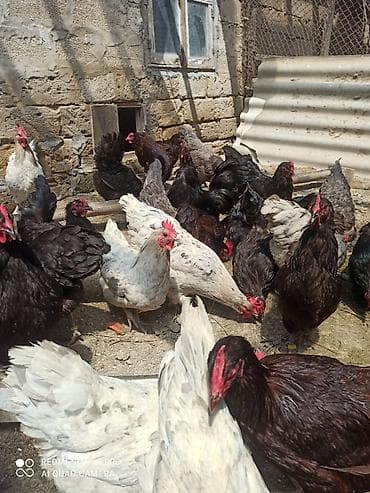 keci satisi: Toyuq, Australorp, Damazlıq, Ünvandan götürmə, Ödənişli çatdırılma — 2