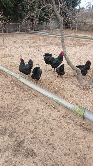 Toyuqlar: Toyuq, Australorp, Yumurtalıq, Ünvandan götürmə — 3