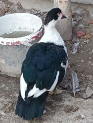 it adlari dişi: Dişi, | Lal ördək, Damazlıq — 3