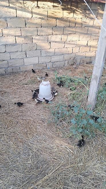Ördəklər: - Cins: Muscovy – ət və yumurta istiqamətli, sakit xarakterli, suda az — 3