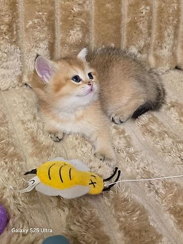 sort pişik: Britan — 3