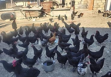 toyuq satışı: 🐔 Australorp Toyuqun cücələri satışda! Şəkildə qeyd olunmuş — 4