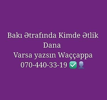 Axtarış: Ətlik Dana Axtarışı Bakı Ətrafında Kimde Varsa Yazin 🐂