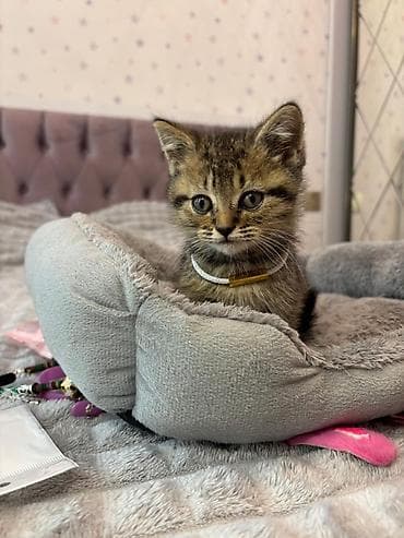 balaca cücə: Şotland — 7