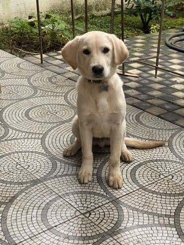 где можно купить собаку мальтипу: Ретривер, Самец — 2