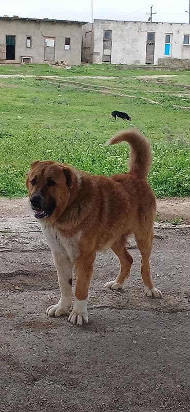 pitbull satışı: Qurdbasar, 1 il, Erkek, Peyvəndli, Pulsuz çatdırılma — 4