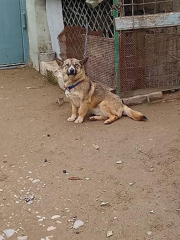 Птицы: Məhsul: İt (kiçik/orta ölçülü) Təsvir: - Fotoşəkillərdə olan sadiq və — 4