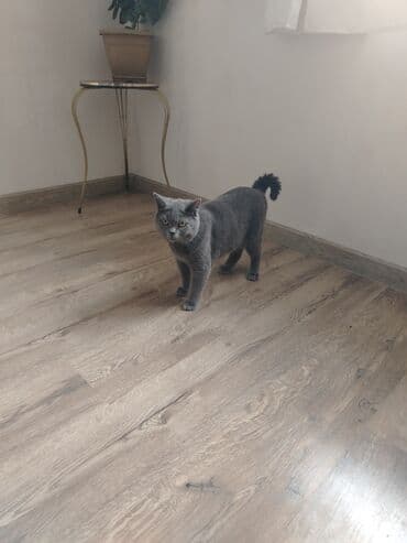 pişik cütləşdirmək: Şotland, Erkək, Cütləşmə üçün, Ünvandan götürmə — 5