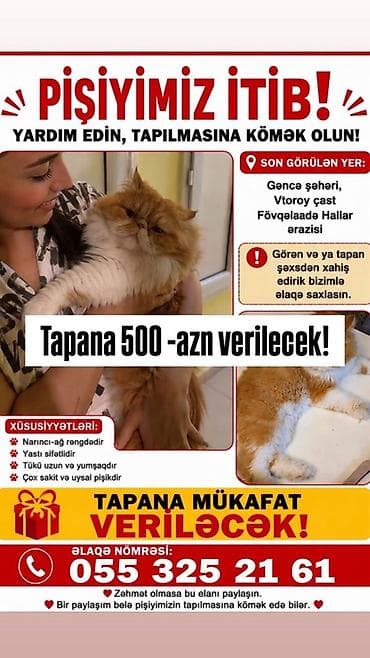 heyvan rezini: Elan: İtkin düşən pişik axtarılır Son görülən yer: Gəncə şəhəri — 1