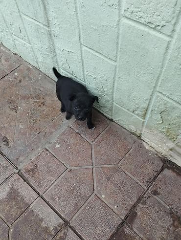 rus it adları: Zvonok, 2 ay, Erkek, Peyvəndli, Ödənişli çatdırılma — 3