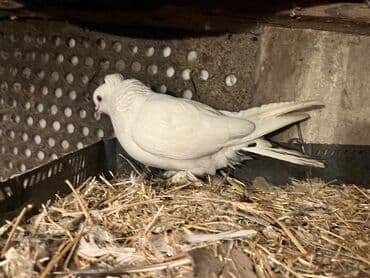 Məhsul: Ev göyərçinləri (dekorativ cinslər) Təsvir: - Şəkillərdə bir lalafo.az -da Məhsul: Ev göyərçinləri (dekorativ cinslər) Təsvir: - Şəkillərdə bir