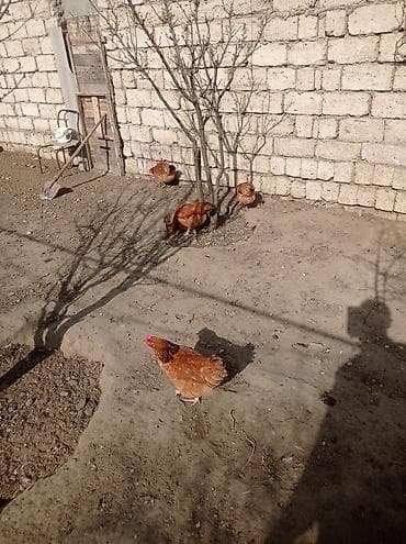 heyvan satisi: Toyuq, Yumurtalıq — 3