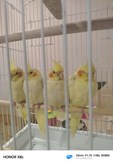 Təzə yemə düşüblər qəti əl dişləmir lər və əldə dayanırlar biri 40