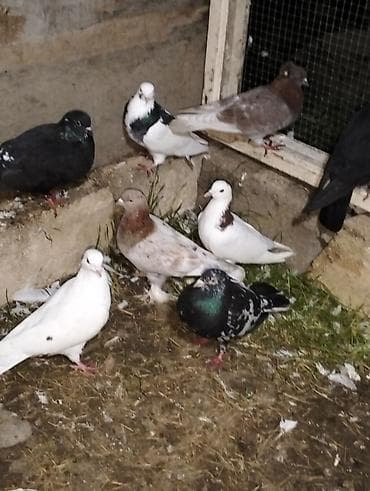 Ev göyərçinləri – müxtəlif rəng və naxışlarda - Növ: ev/bağ üçün