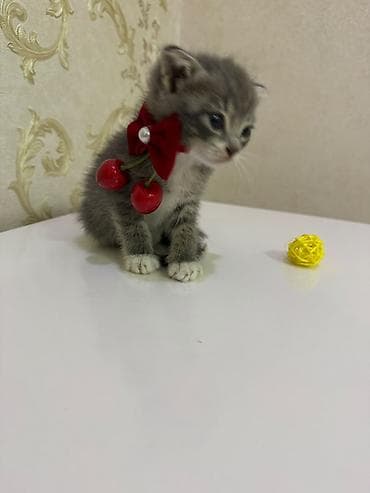 Кошки: Sevimli balaca pişik balaları - Cins: ev pişiyi (qısa tüklü) - Rəng — 6