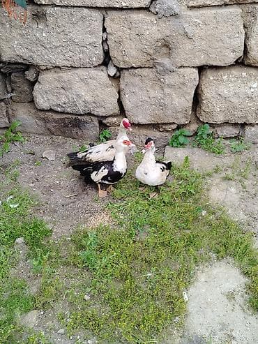 kayuqa ordək: Muscovy ördəkləri (Indoutka) – 3 baş 1 erkəy 2 dişi hamsı birgə — 1